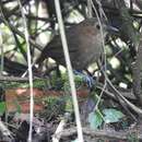 Image of Brown-banded Antpitta