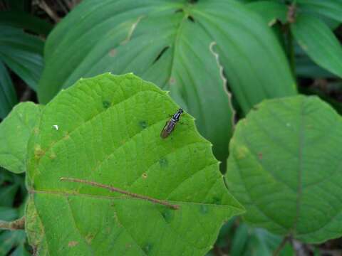 Image of Raphiocera