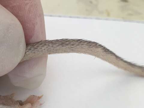 Image of long-tailed pocket mouse