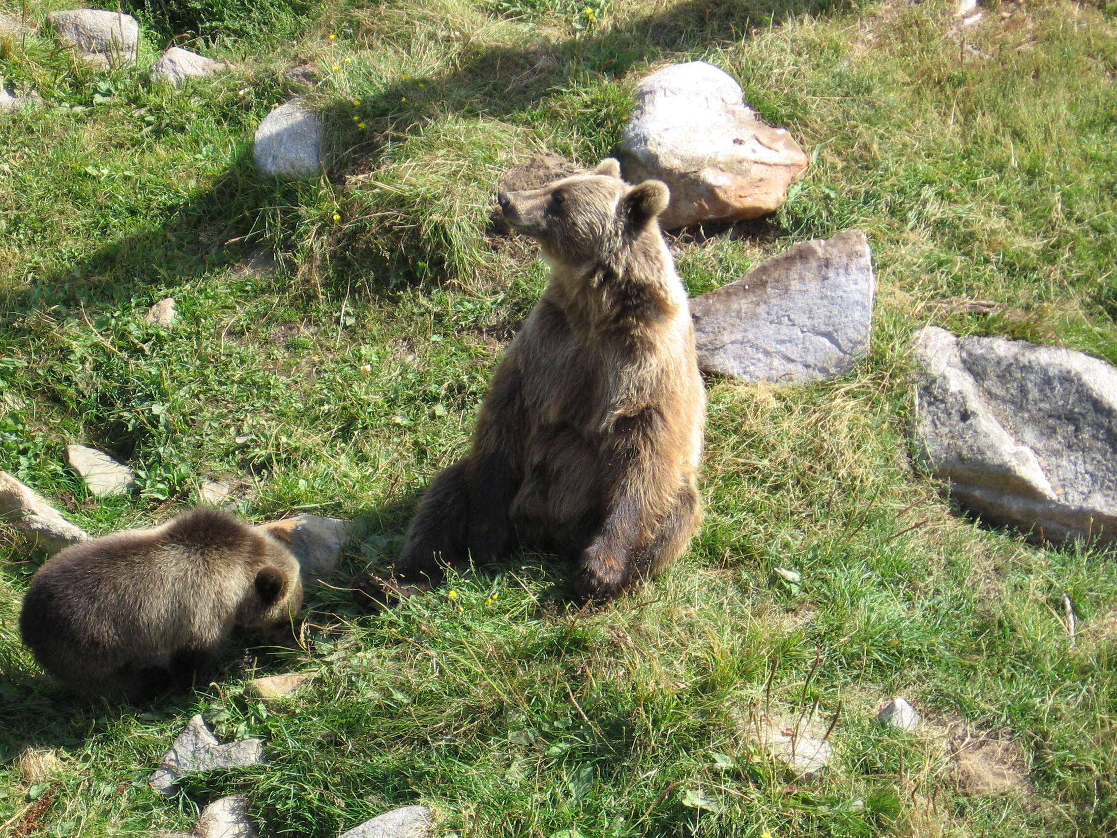 Image of Brown Bear