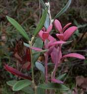 Image of bog rosemary