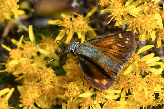 Image of <i>Hesperia woodgatei</i> (R. Williams 1914)