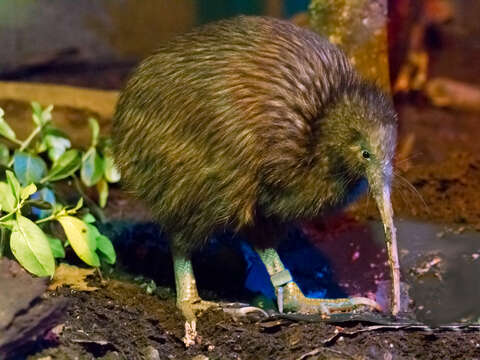 Image of Brown kiwi