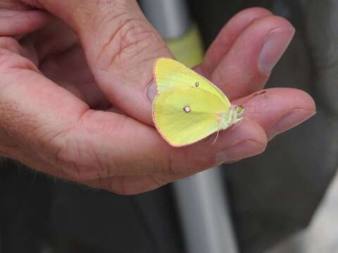 Colias interior Scudder 1862的圖片