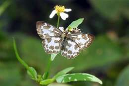 Image of Abraximorpha davidii Mabille 1876