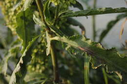 Imagem de Rumex pseudonatronatus (Borb.) Borb. ex Murb.