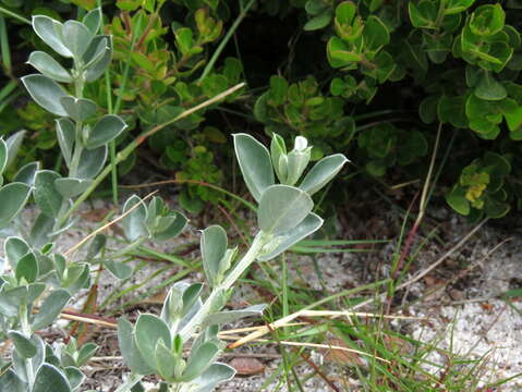 Image of Satin bush