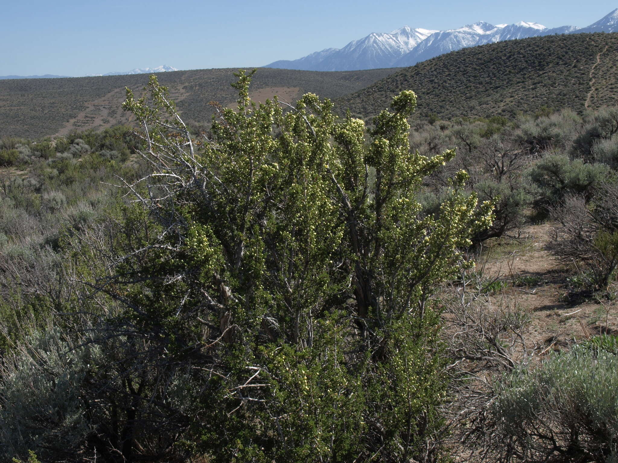 Image of desert bitterbrush