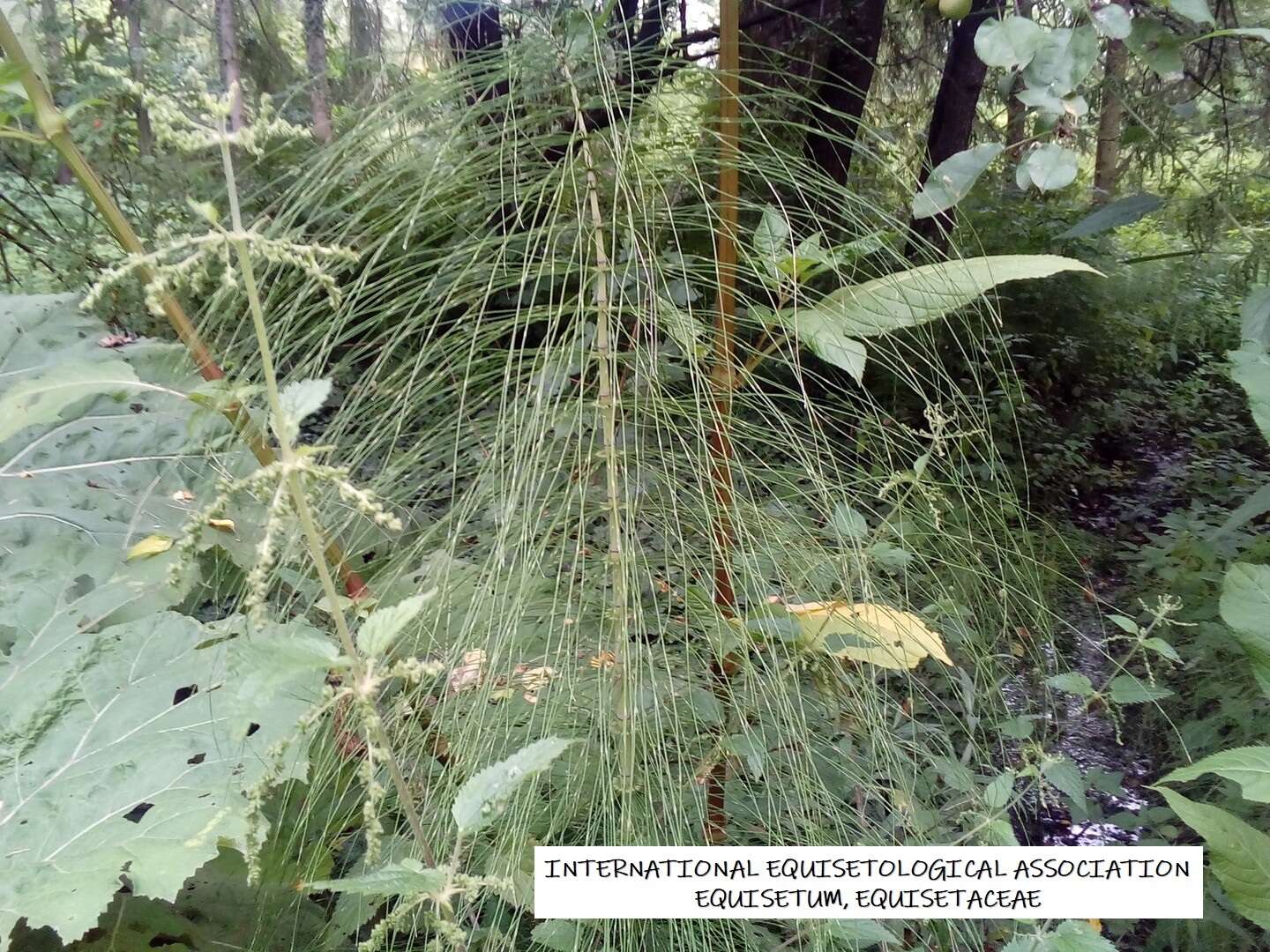 Image of Equisetum telmateia subsp. telmateia