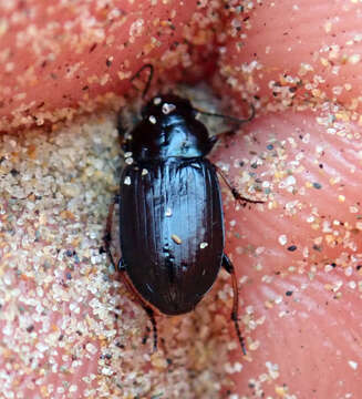 Image de Hypharpax antarcticus (Laporte 1867)