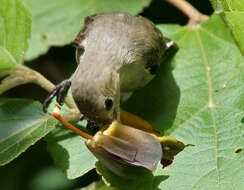 Image of Pale-billed Flowerpecker