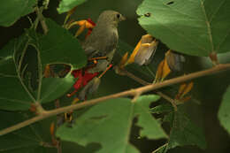 Image of Pale-billed Flowerpecker