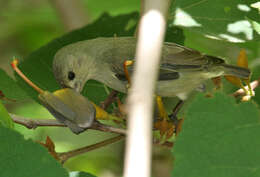 Image of Pale-billed Flowerpecker