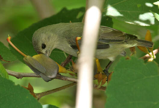 Plancia ëd Dicaeum erythrorhynchos (Latham 1790)