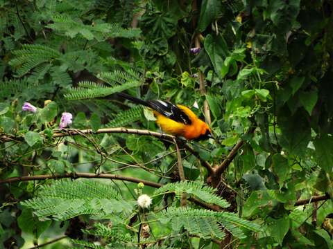 Image of Orange Oriole