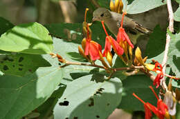 Image of Pale-billed Flowerpecker