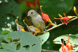 Image of Pale-billed Flowerpecker