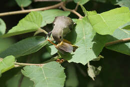 Image of Pale-billed Flowerpecker