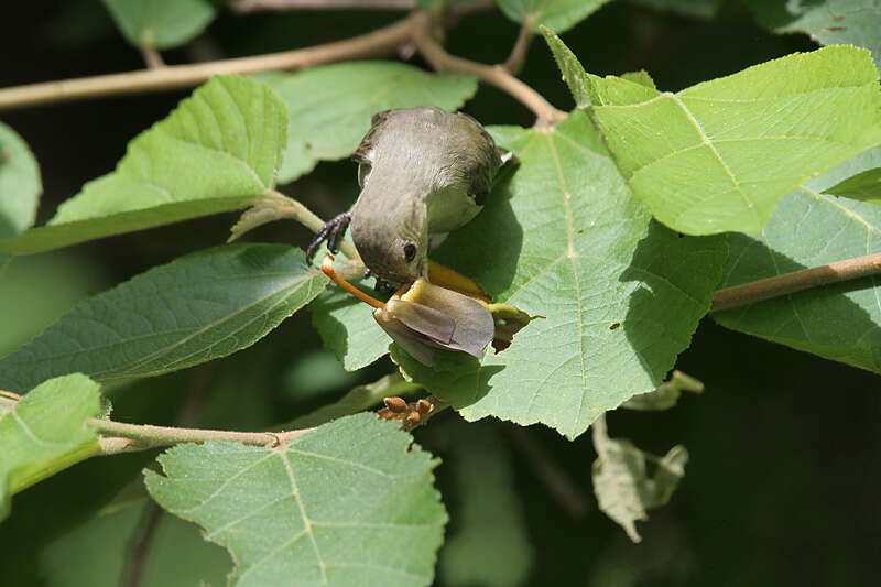 Image of Pale-billed Flowerpecker