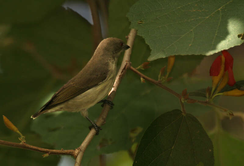 Image of Thick-billed Flowerpecker