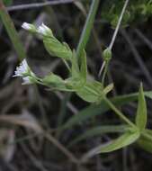 Image of beach starwort