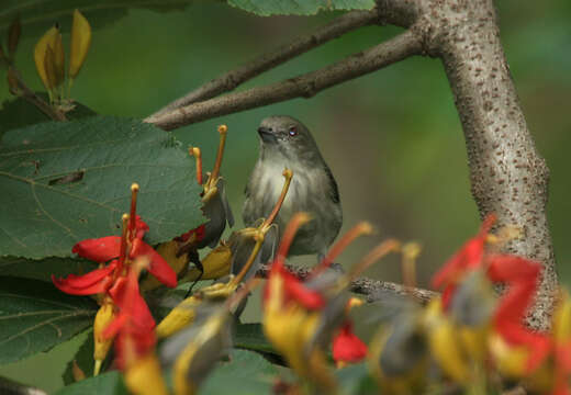 Image of Thick-billed Flowerpecker