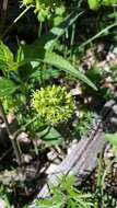 Image de Smilax illinoensis Mangaly