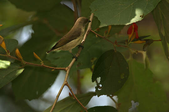 Image of Thick-billed Flowerpecker