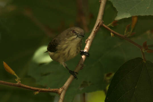 Image of Thick-billed Flowerpecker