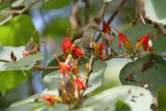 Image of Thick-billed Flowerpecker