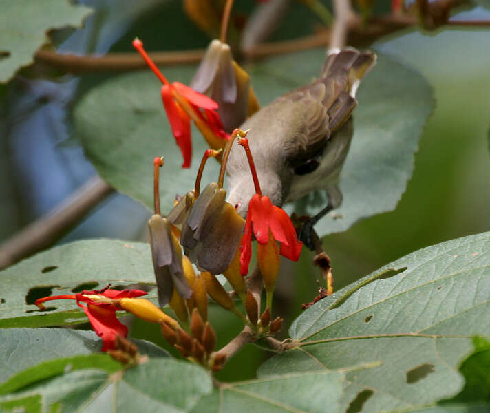 Image of Thick-billed Flowerpecker