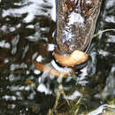 Image of Striped Crayfish Snake