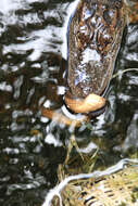 Image of Striped Crayfish Snake