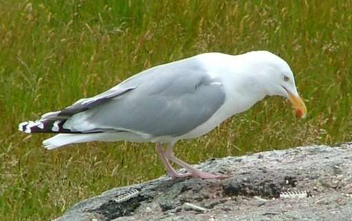 Image of European Herring Gull