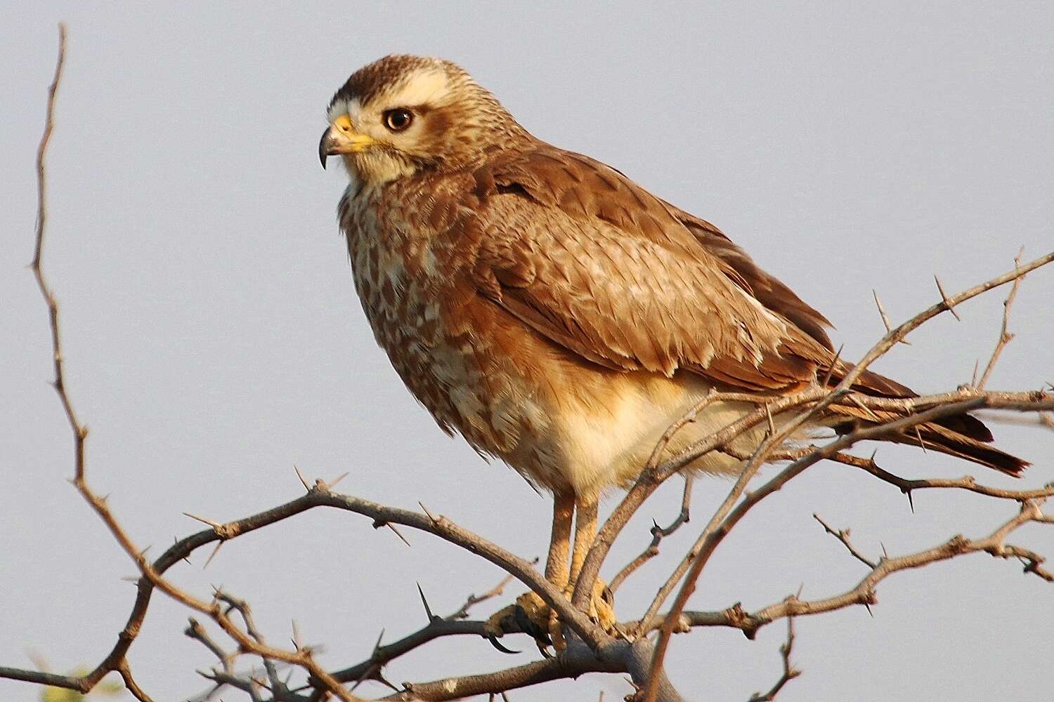 Image of White-eyed Buzzard