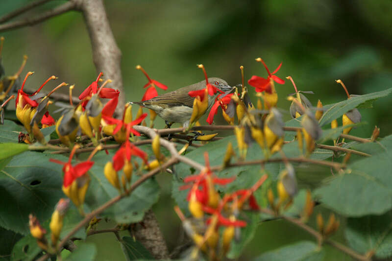 Image of Thick-billed Flowerpecker