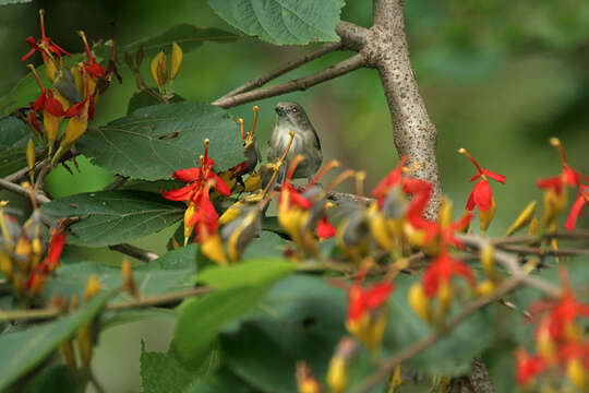 Image of Thick-billed Flowerpecker