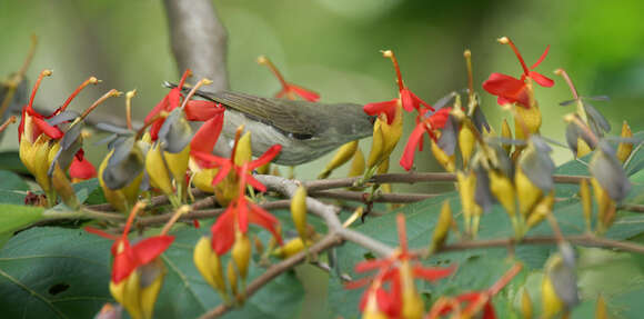 Image of Thick-billed Flowerpecker