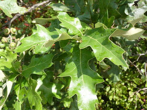 Imagem de Quercus ilicifolia Wangenh.