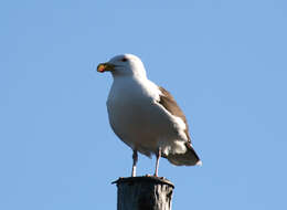 Image of Great Black-backed Gull