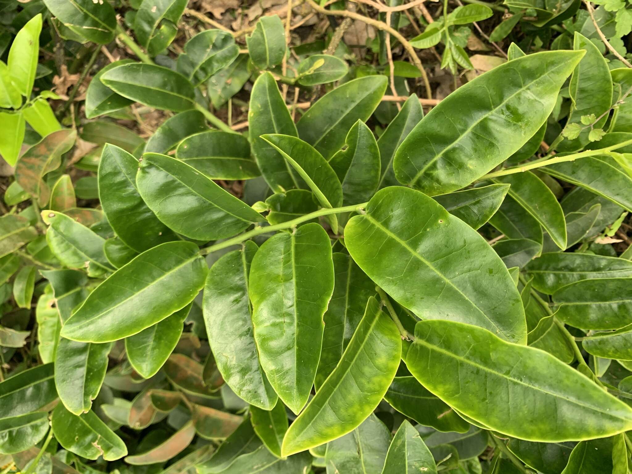 Image of Capparis lanceolaris DC.