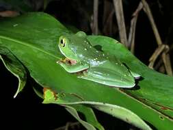 Слика од Zhangixalus aurantiventris (Lue, Lai & Chen 1994)