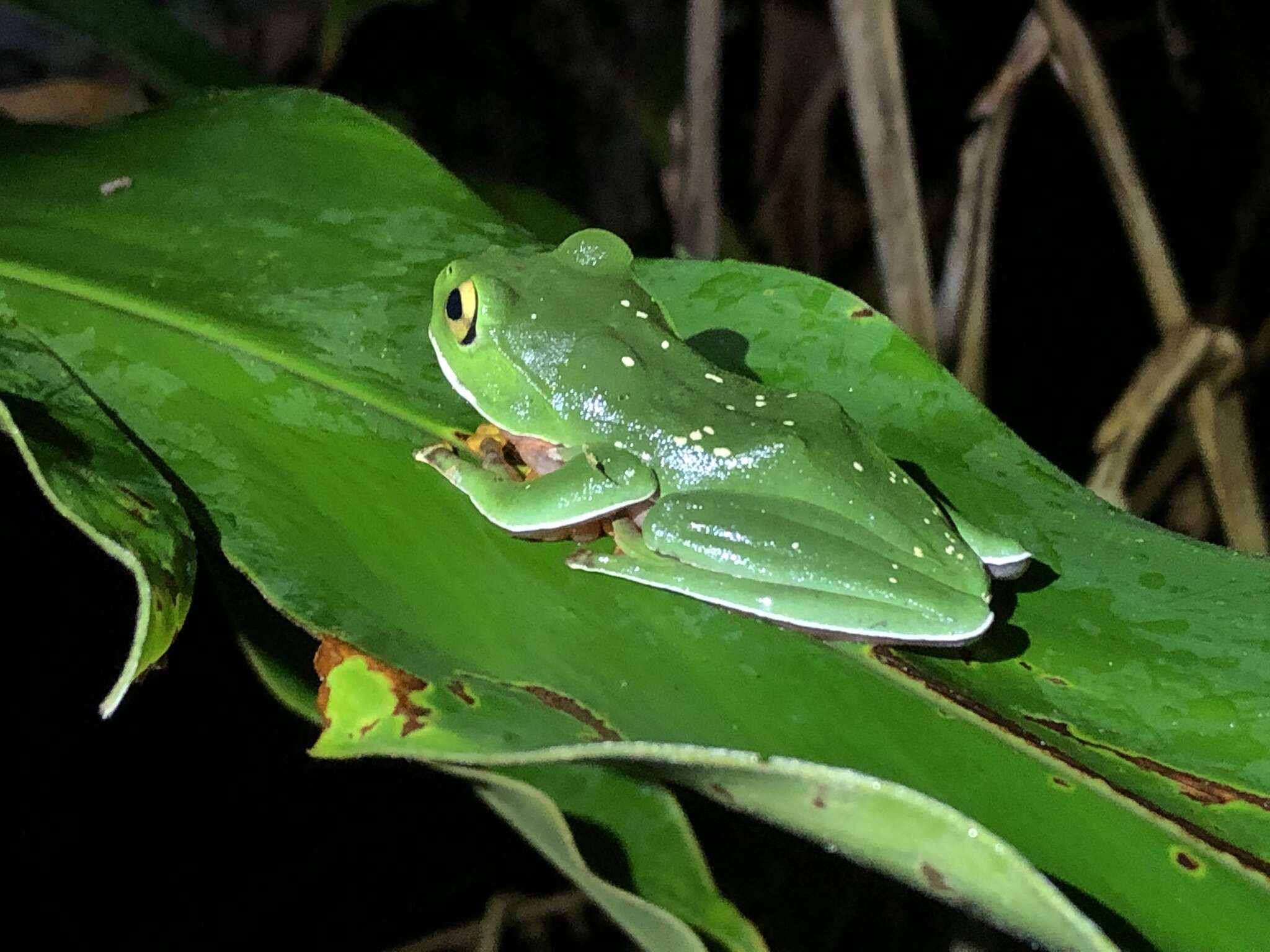 Image of Zhangixalus aurantiventris (Lue, Lai & Chen 1994)