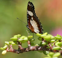 Image of False Plain Tiger