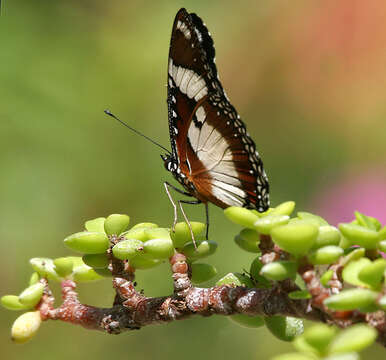 Image of False Plain Tiger