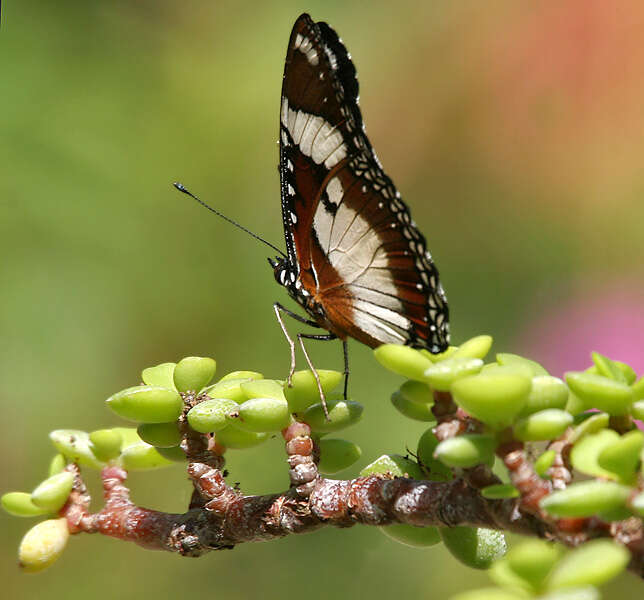 Image of False Plain Tiger