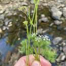 Image de Harperella nodosa Rose