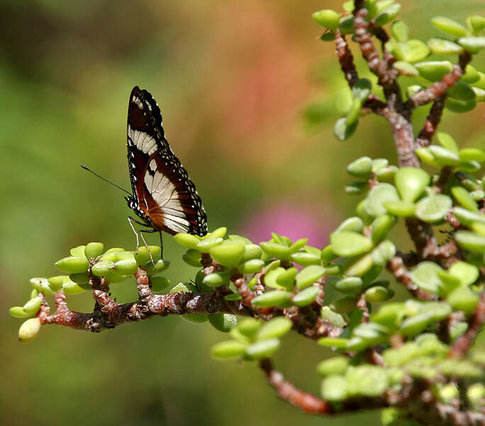 Image of False Plain Tiger