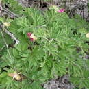 Image de Paeonia officinalis subsp. microcarpa (Boiss. & Reuter) Nyman