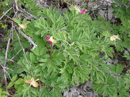 Image of Paeonia officinalis subsp. microcarpa (Boiss. & Reuter) Nyman